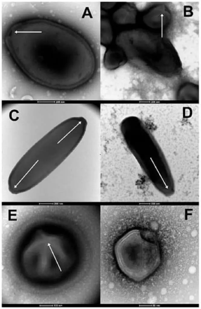 viruses 15 00564 g001 550 665x1024 1